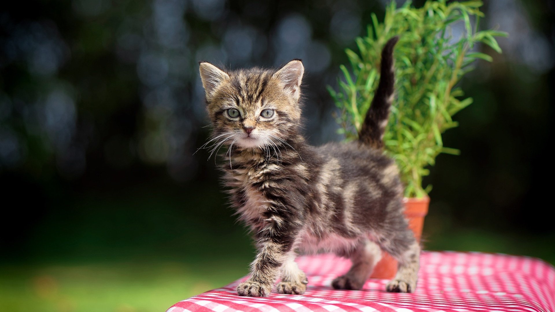 爱游戏娱乐平台-“西甲焦点演出：明星对决引爆现场气氛”，西甲现场观众