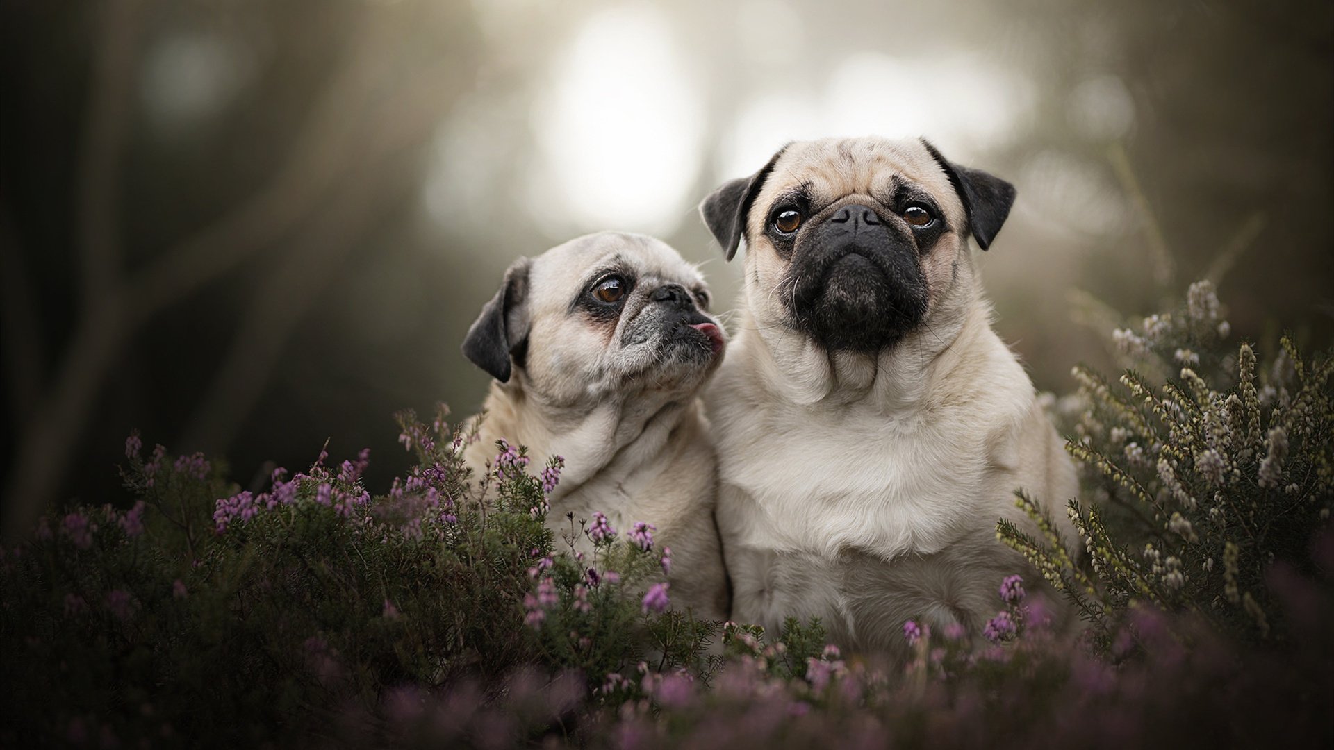 爱游戏官方入口-传奇对决：国家队勇夺冠军杯，传奇对决国服v5下载手游体验服